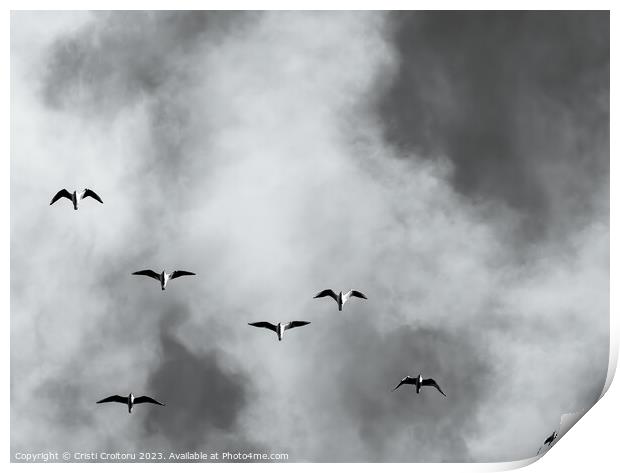 Seagulls Print by Cristi Croitoru