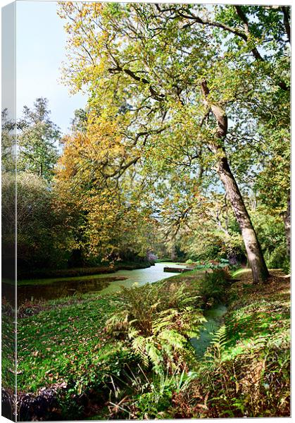Tree over stream Canvas Print by Stephen Mole