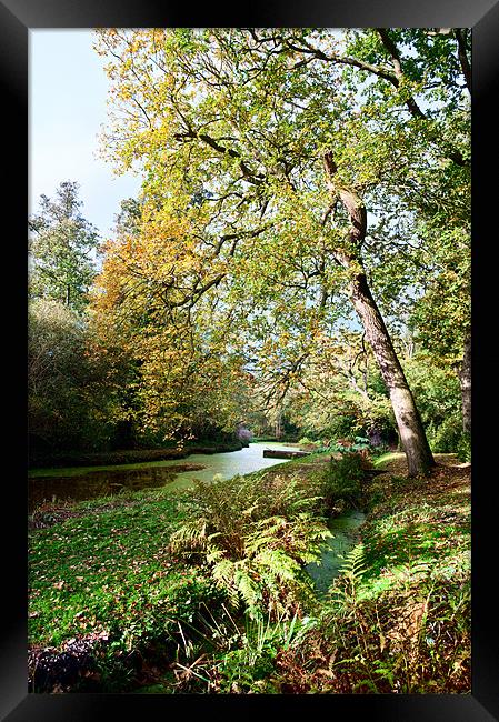 Tree over stream Framed Print by Stephen Mole