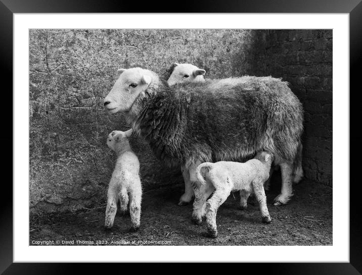 A Lamb Suckles from Her Mother Framed Mounted Print by David Thomas