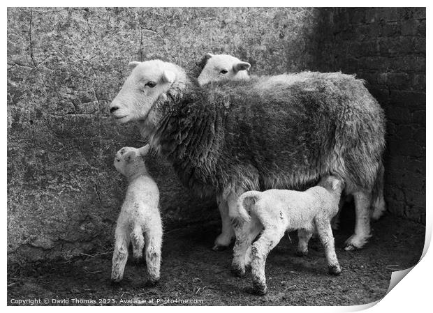 A Lamb Suckles from Her Mother Print by David Thomas