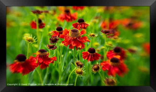Sun-Drenched flower: A Close Encounter Framed Print by David Thomas