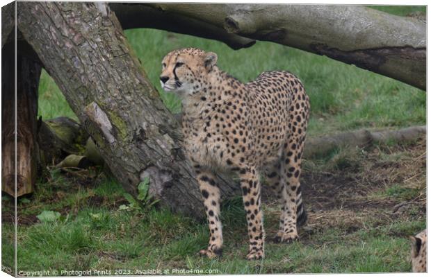 A cheetah standing in a field Canvas Print by Photogold Prints