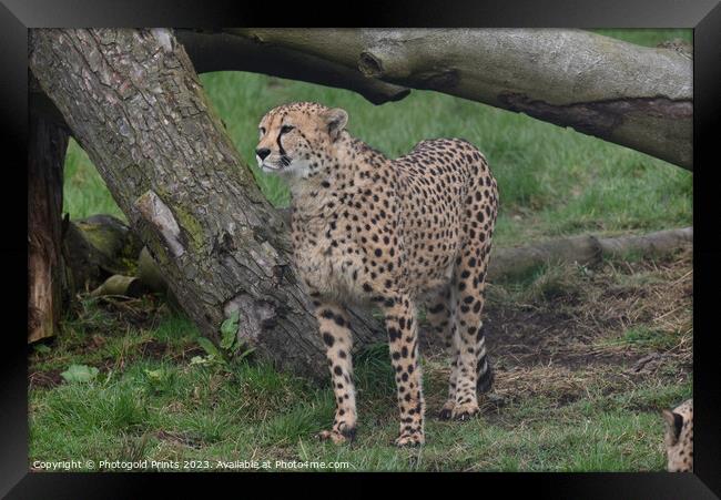 A cheetah standing in a field Framed Print by Photogold Prints
