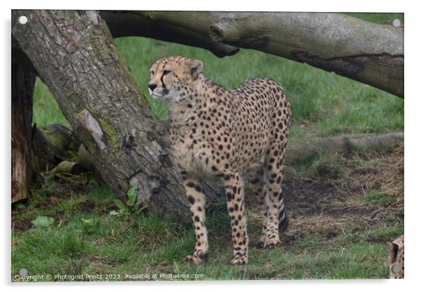 A cheetah standing in a field Acrylic by Photogold Prints
