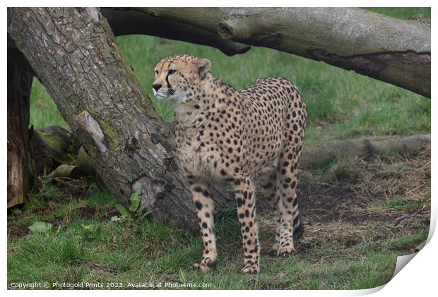 A cheetah standing in a field Print by Photogold Prints