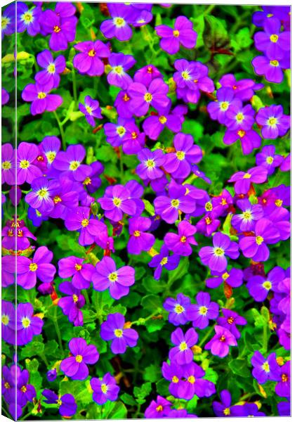 Vibrant Aubretia in Summer Bloom Canvas Print by Andy Evans Photos