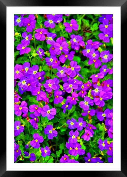 Vibrant Aubretia in Summer Bloom Framed Mounted Print by Andy Evans Photos