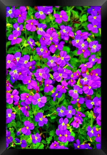 Vibrant Aubretia in Summer Bloom Framed Print by Andy Evans Photos
