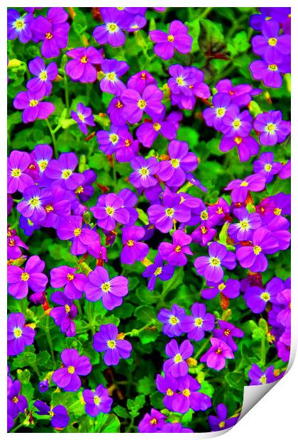 Vibrant Aubretia in Summer Bloom Print by Andy Evans Photos