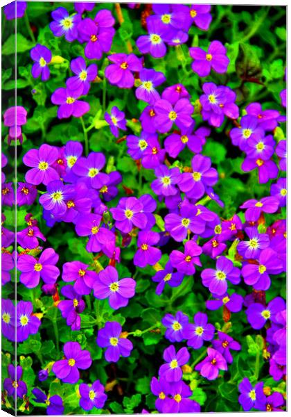 Vibrant Aubretia Summer Bloom Canvas Print by Andy Evans Photos