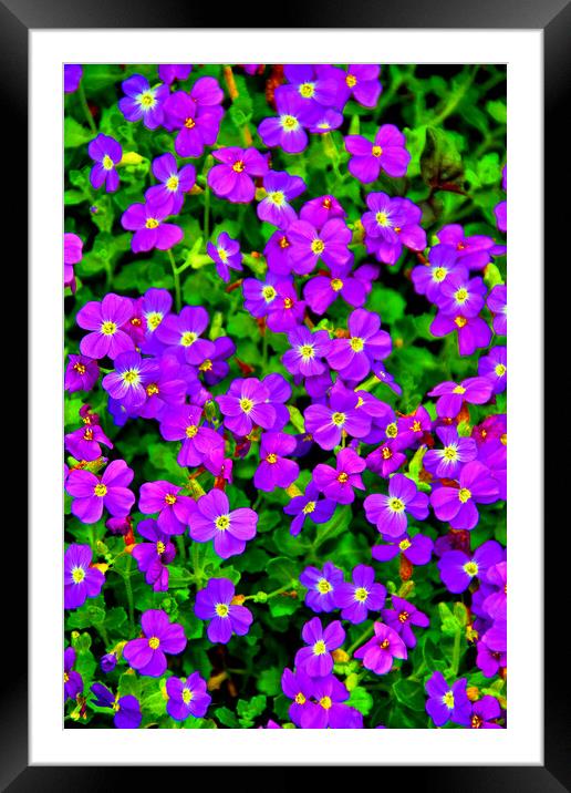 Vibrant Aubretia Summer Bloom Framed Mounted Print by Andy Evans Photos