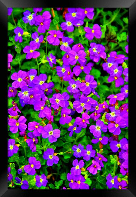 Vibrant Aubretia Summer Bloom Framed Print by Andy Evans Photos