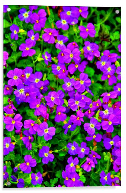 Vibrant Aubretia Summer Bloom Acrylic by Andy Evans Photos
