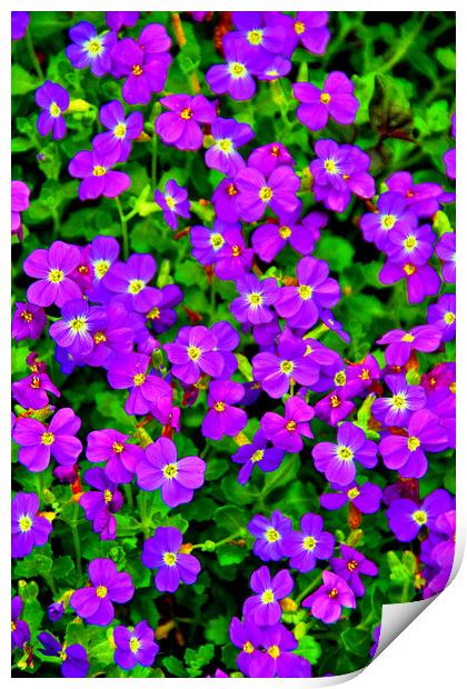 Vibrant Aubretia Summer Bloom Print by Andy Evans Photos