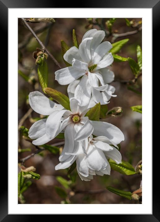 Star Magnolia Flowers Framed Mounted Print by Artur Bogacki