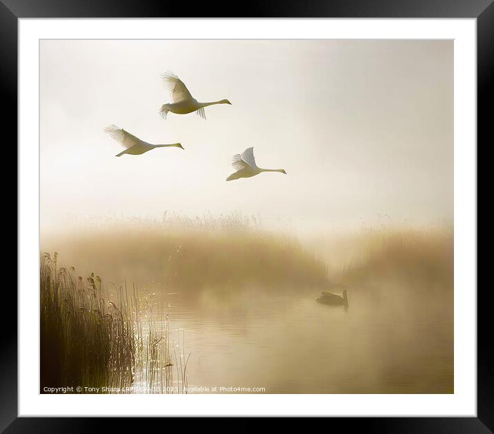  FLIGHT OF FANCY 2 Framed Mounted Print by Tony Sharp LRPS CPAGB