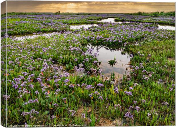 Sea Lavender at Stiffkey Saltmarshes Norfolk Canvas Print by Terry Newman