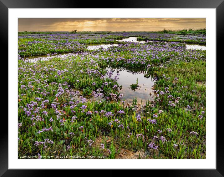 Sea Lavender at Stiffkey Saltmarshes Norfolk Framed Mounted Print by Terry Newman