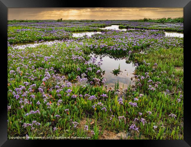 Sea Lavender at Stiffkey Saltmarshes Norfolk Framed Print by Terry Newman