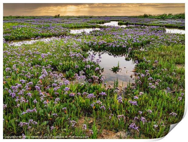 Sea Lavender at Stiffkey Saltmarshes Norfolk Print by Terry Newman