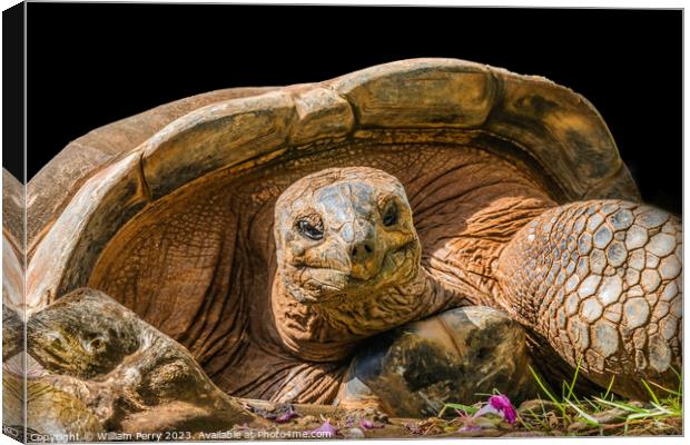 Brown Aldabra Giant Tortoise Waikiki Hawaii Canvas Print by William Perry