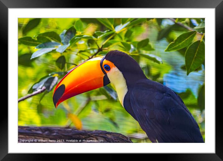 Colorful Toco Toucan Bird Waikiki Honolulu Hawaii Framed Mounted Print by William Perry