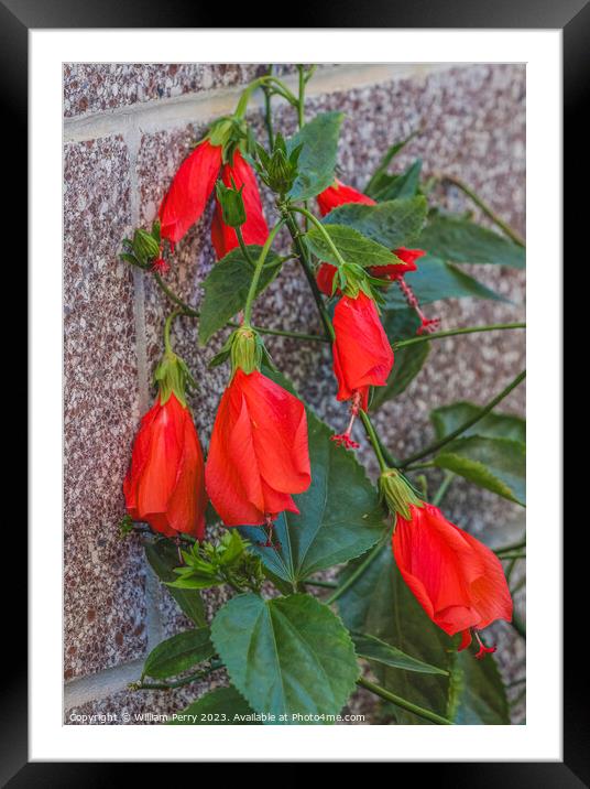 Bright Red Turk's Cap Tropical Hibiscus Flowers Hawaii Framed Mounted Print by William Perry