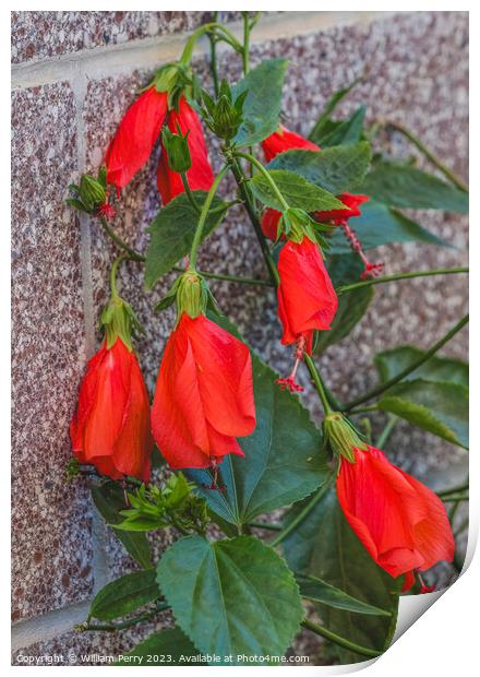 Bright Red Turk's Cap Tropical Hibiscus Flowers Hawaii Print by William Perry