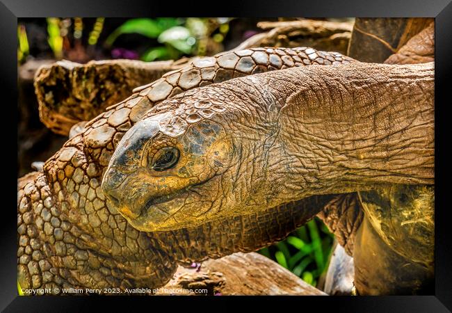 Brown Aldabra Giant Tortoise Waikiki Hawaii Framed Print by William Perry