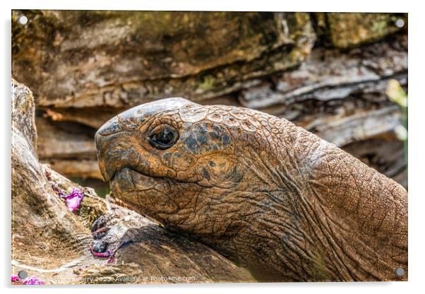 Brown Aldabra Giant Tortoise Waikiki Hawaii Acrylic by William Perry
