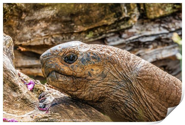 Brown Aldabra Giant Tortoise Waikiki Hawaii Print by William Perry