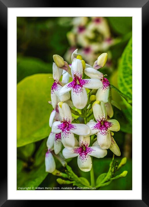 Purple White Eranthemum Flowers Honolulu Oahu Hawaii Framed Mounted Print by William Perry