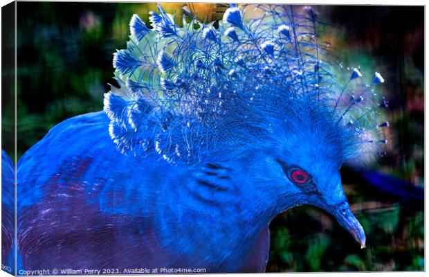Colorful Blue Victoria Crowned Pigeon Waikiki Honolulu Hawaii Canvas Print by William Perry