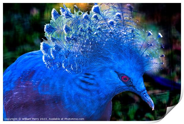 Colorful Blue Victoria Crowned Pigeon Waikiki Honolulu Hawaii Print by William Perry