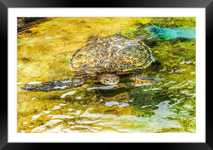 Hawaiian Green Sea Turtle Swimming Oahu Hawaii Framed Mounted Print by William Perry