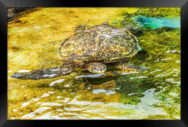 Hawaiian Green Sea Turtle Swimming Oahu Hawaii Framed Print by William Perry