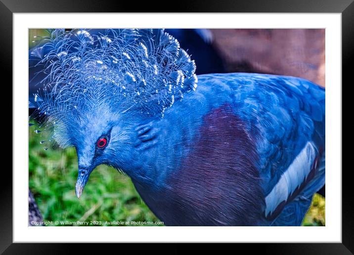 Colorful Blue Victoria Crowned Pigeon Waikiki Honolulu Hawaii Framed Mounted Print by William Perry