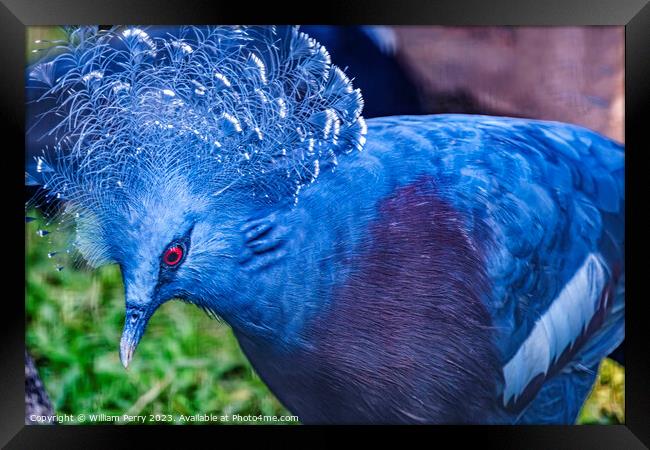 Colorful Blue Victoria Crowned Pigeon Waikiki Honolulu Hawaii Framed Print by William Perry