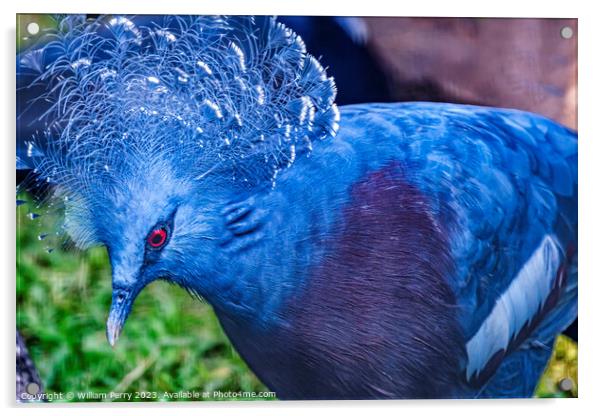 Colorful Blue Victoria Crowned Pigeon Waikiki Honolulu Hawaii Acrylic by William Perry