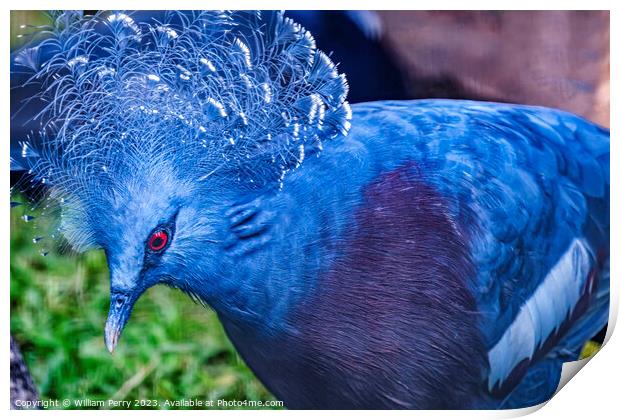 Colorful Blue Victoria Crowned Pigeon Waikiki Honolulu Hawaii Print by William Perry