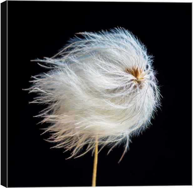 Clematis Seed Head Canvas Print by Kevin Howchin