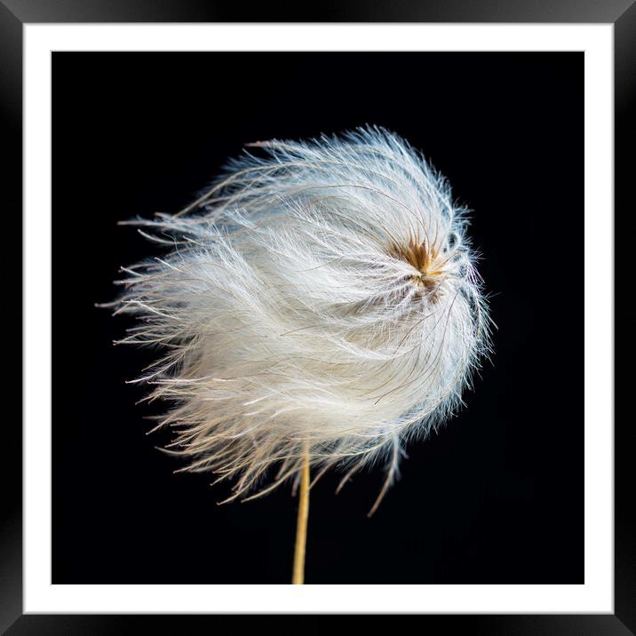 Clematis Seed Head Framed Mounted Print by Kevin Howchin