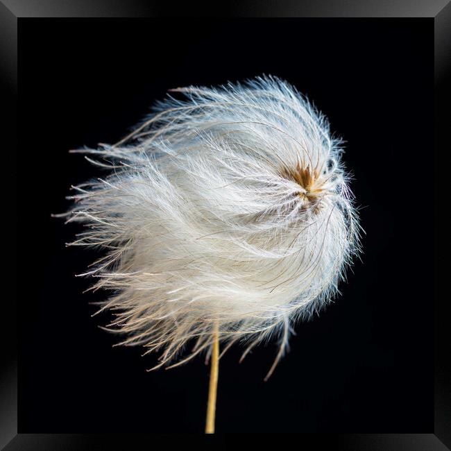 Clematis Seed Head Framed Print by Kevin Howchin