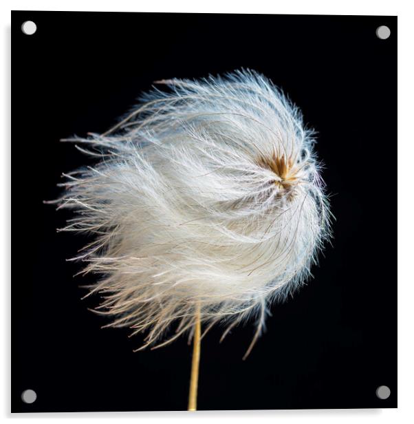 Clematis Seed Head Acrylic by Kevin Howchin