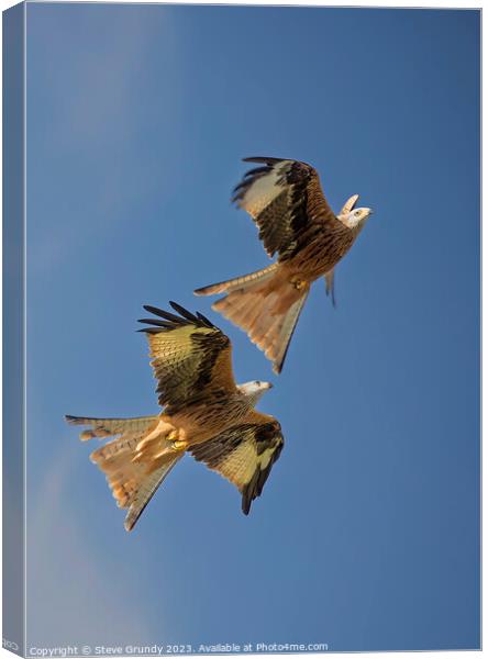Skyward Soaring Red Kites: Aerial Mastery Display Canvas Print by Steve Grundy