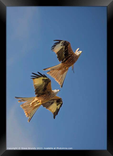 Skyward Soaring Red Kites: Aerial Mastery Display Framed Print by Steve Grundy