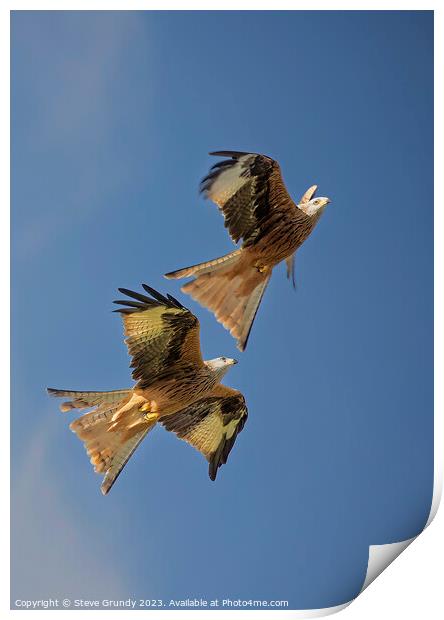Skyward Soaring Red Kites: Aerial Mastery Display Print by Steve Grundy