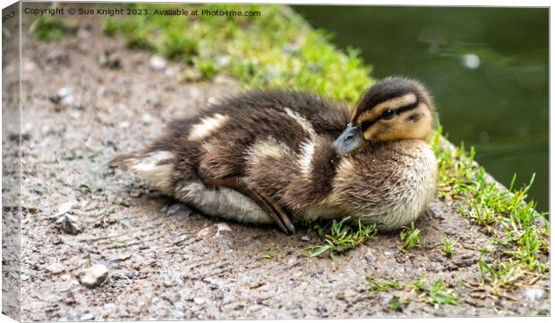 Duckling on river bank Canvas Print by Sue Knight
