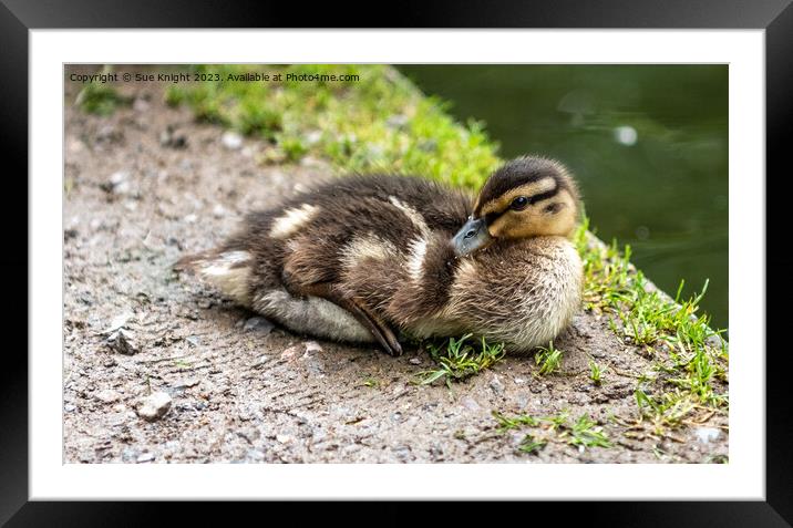 Duckling on river bank Framed Mounted Print by Sue Knight
